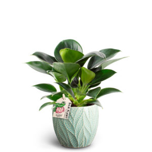 Philodendron 'Green Princess' im grünen Übertopf 9 cm