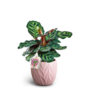 Calathea makoyana im Übertopf 9 cm