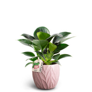 Philodendron 'Green Princess' im rosa Übertopf 9 cm