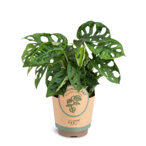 Monstera adansonii 11 cm