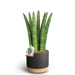 Sansevieria 'Straight' im Übertopf 9 cm